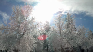 Hoarfrost on trees, background of sun and sky.